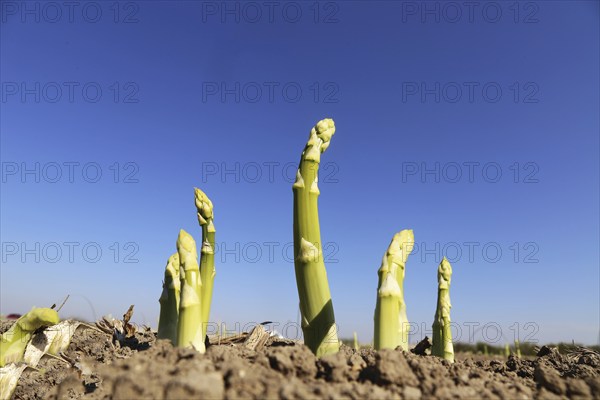Green asparagus in the field against a blue sky