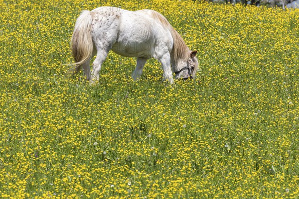 Yellow flowers, blooming spring meadow with horses, Swabian Alb near Holzelfingen, Lichtenstein, Baden-Württemberg, Germany, Europe