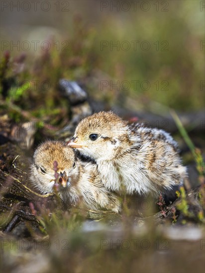 Chick of Red-legged Partridge, Alectoris rufa, North York Moors National Park, Yorkshire, England, United Kingdom, Europe