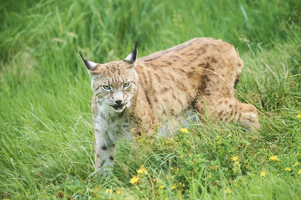Eurasian lynx (Lynx lynx) walking through the grass, Wildpark Aurach, Kitzbühl, Tirol, Austria, Europe