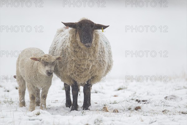 Domestic sheep (Ovis aries) adult ewe farm animal and juvenile lamb in a snow covered grass field, England, United Kingdom, Europe