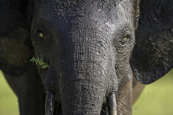 African forest elephant (Loxodonta cyclotis) in Loango National Park, Parc National de Loango, portrait, Ogooué-Maritime Province, Gabon, Africa