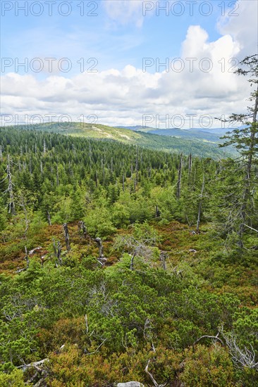 Vegetation with Norway spruce (Picea abies) and colored European blueberry (Vaccinium myrtillus) on Mount Lusen in late summer, Bavarian Forest, Bavaria, Germany, Europe