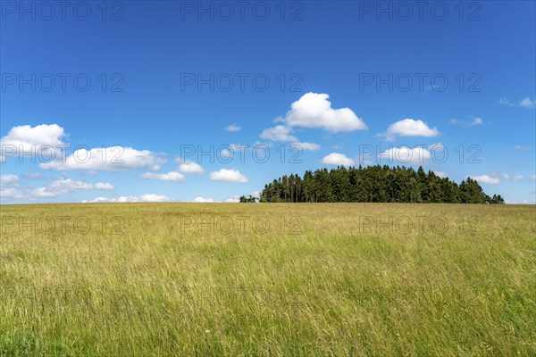 Forest, landscape, pasture with high grass, vastness, clouds, summer in Hochsauerlandkreis, North Rhine-Westphalia. Germany