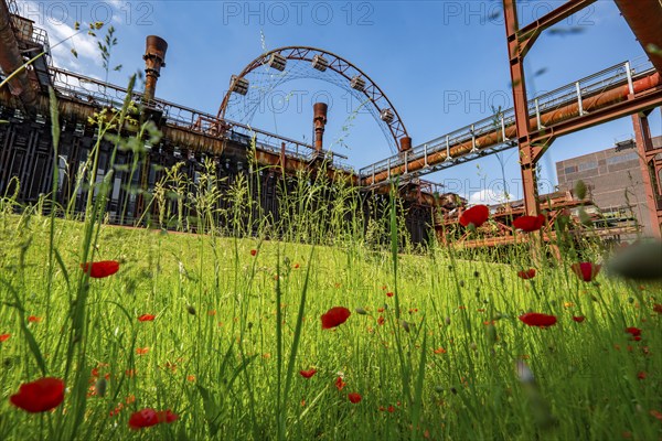 Zollverein Coal Mine Industrial Complex World Heritage Site, Zollverein Coking Plant, colourful flower meadow, poppies, sun wheel, Essen North Rhine-Westphalia, Germany, Europe