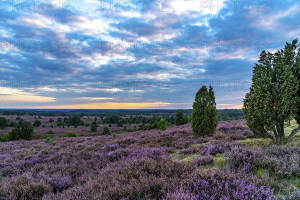 Heather blossom of the broom heather, in the Lüneburg Heath nature reserve, near Wilseder Berg, near Niederhaverbeck, Lower Saxony, Germany, Europe