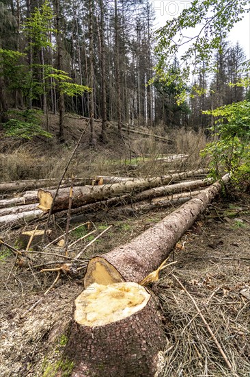 Forest dieback in Arnsberg Forest, northern Sauerland, dead spruce trees, partly cleared forest, felled deadwood, North Rhine-Westphalia, Germany, Europe