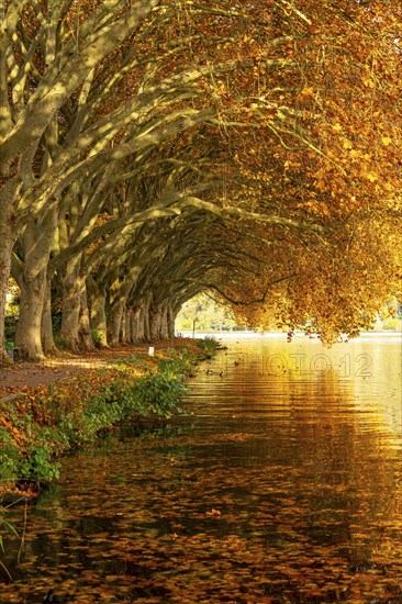 Platanen Allee, lakeside path on Lake Baldeney, near Haus Scheppen, in Essen, autumn, North Rhine-Westphalia, Germany, Europe
