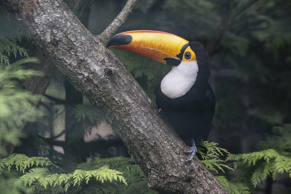 Toco toucan (Ramphastos toco), Vogelpark Walsrode, Lower Saxony, Germany, Europe