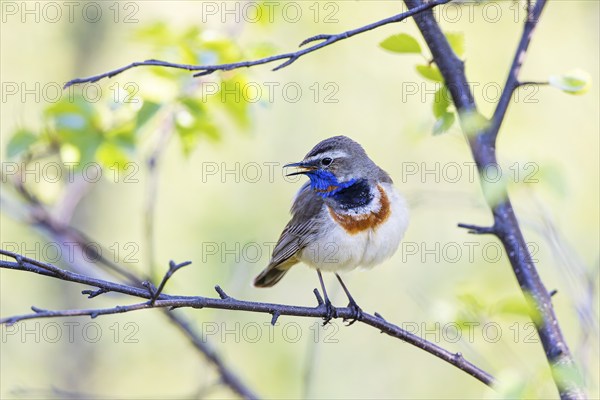 Red-throated Bluethroat or Tundra Bluethroat (Luscinia svecica), adult male with open beak sitting on branch, Varanger, Finnmark, Norway, Europe