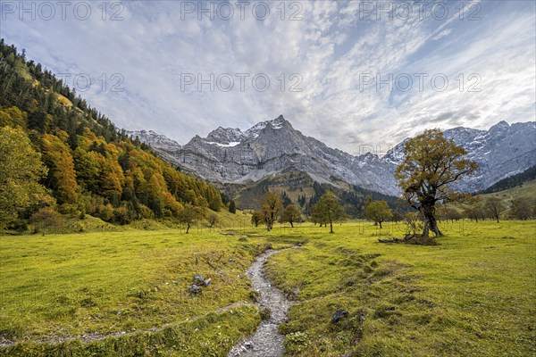 Maple trees with autumn leaves, autumn landscape in Rißtal with Spritzkarspitze, Großer Ahornboden, Engalpe, Eng, municipality of Hinterriß, Karwendel Mountains, Alpenpark Karwendel, Tyrol, Austria, Europe