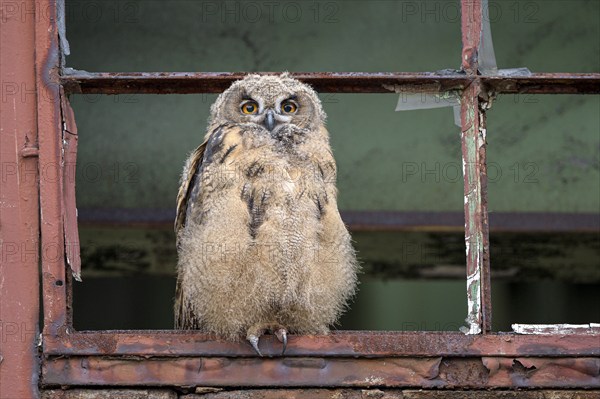 Eurasian eagle-owl (Bubo bubo), fledged young bird, in an old window frame, industrial building, Ewald colliery, Herten, Ruhr area, North Rhine-Westphalia, Germany, Europe