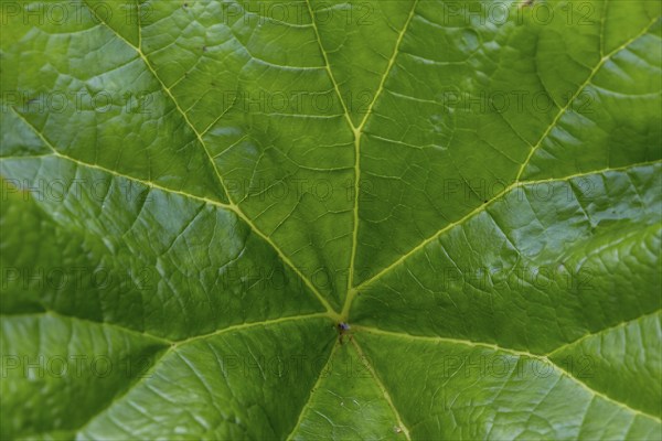Giant rhubarb (Gunnera manicata), North Rhine-Westphalia, Germany, Europe