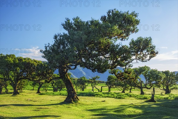 Centuries-old til trees in fantastic magical idyllic Fanal Laurisilva forest on sunset. Madeira island, Portugal, Europe