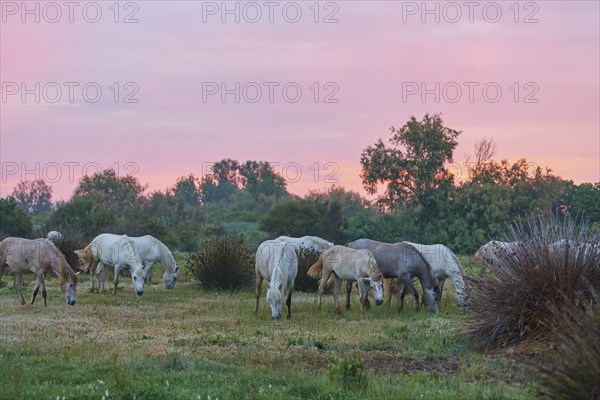 A herd of white Camargue horses grazing in a green meadow under a pink evening sky, Camargue, France, Europe