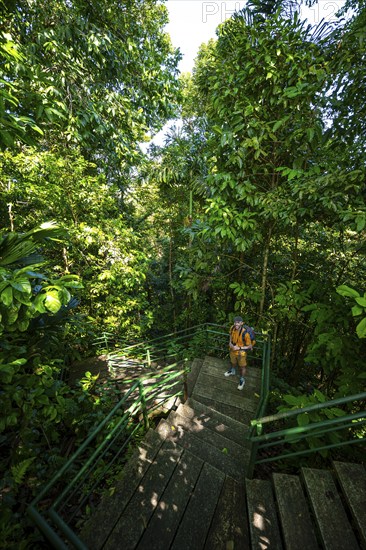 Tourist on the way in the rainforest to Cerro Tortuguero, Tortuguero National Park, Costa Rica, Central America