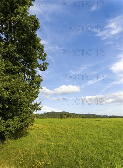 Green summer meadow at the edge of a forest, Lusatian Mountains, Bohemia, Czech Republic, Europe