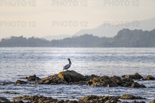 Brown pelican on the coast, Marino Ballena National Park, South Pacific beach and sea, Puntarenas province, Osa, Costa Rica, Central America