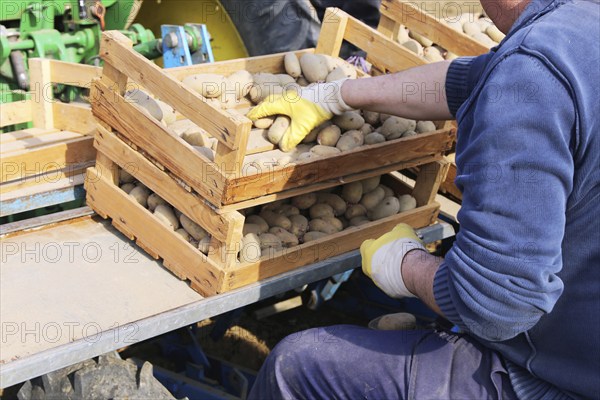 Agriculture potato cultivation and potato plants (Ludwigshafen, Rhineland-Palatinate)