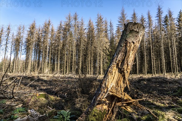 Forest dieback in Arnsberg Forest, northern Sauerland, dead spruce trees, partly cleared forest, felled deadwood, North Rhine-Westphalia, Germany, Europe