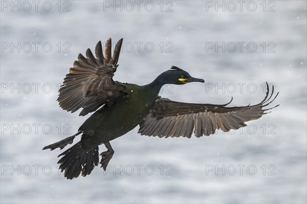 Common shag (Phalacrocorax aristotelis), flying in the snow, Hornoya Island, Hornøya, Vardø, Varanger Peninsula, Troms og Finnmark, Norway, Europe