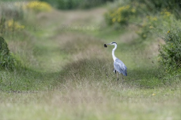 Grey heron (Ardea cinerea), Emsland with captured vole, Lower Saxony, Germany, Europe