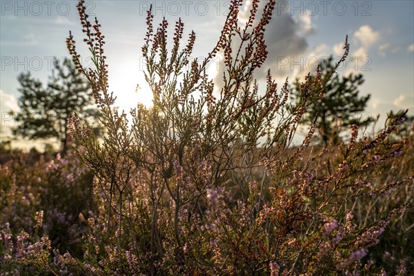 Osterheide, heather blossom of the broom heather, in the Lüneburg Heath nature reserve, Lower Saxony, Germany, Europe