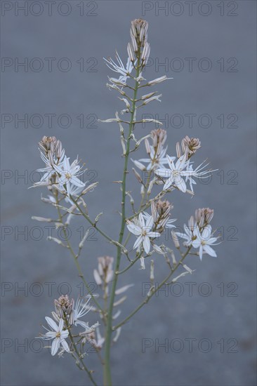 Small-fruited Affodil (Asphodelus aestivus), Affodill, Asphodelaceae, Asparagales, nature photography, Monfragüe, Extremadura, Spain, Europe