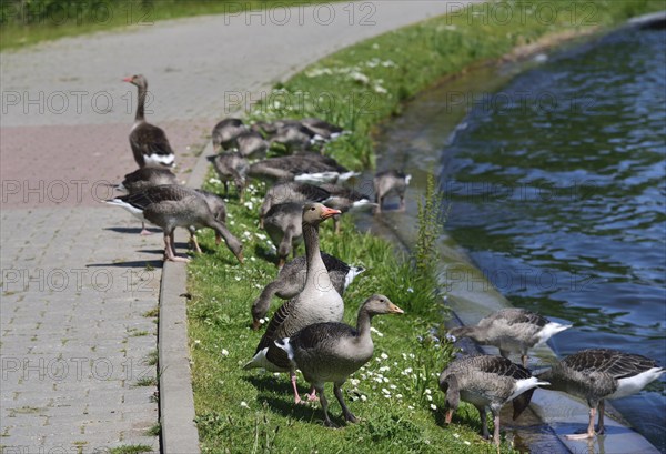 Europe, Germany, Mecklenburg-Western Pomerania, Plau am See, Lake Plau, Elde-Müritz waterway, waterfowl on the shoreline, Plau am See, Mecklenburg-Western Pomerania, Germany, Europe