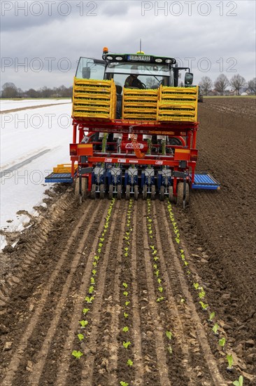 Lettuce plants, in press pots, they are planted in a field with a planting machine, agriculture, spring