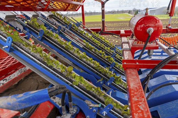 Lettuce plants, in press pots, they are planted in a field with a planting machine, agriculture, spring