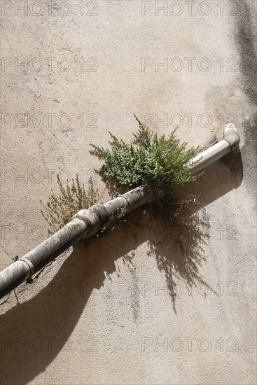 A plant growing on a house wall directly next to a downpipe, Aix-en-Provence, Provence-Alpes-Côte d'Azur, France, Europe