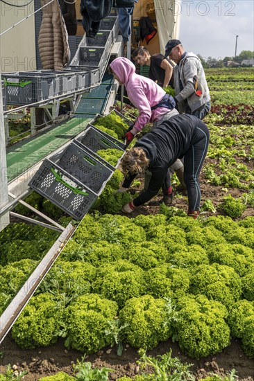 Harvesting Lollo Bianco lettuce, harvest workers cut off the lettuce heads, clean them and put them in boxes, they are washed in the trailer and packed for the customers, North Rhine-Westphalia, Germany, Europe
