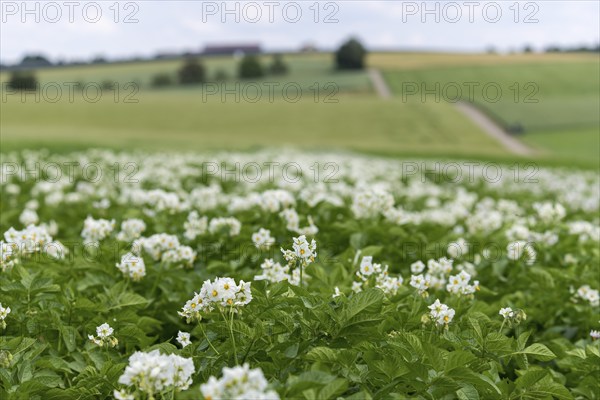 Flowering potato field, Baden-Württemberg, Germany, Europe
