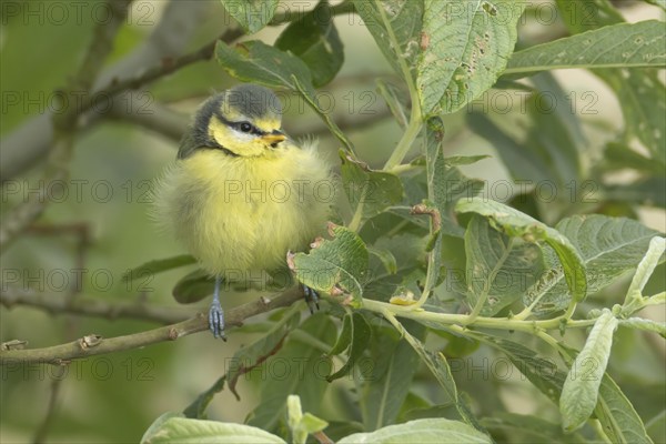 Blue tit (Cyanistes Caeruleus) juvenile baby bird on a tree branch in the summer, Norfolk, England, United Kingdom, Europe