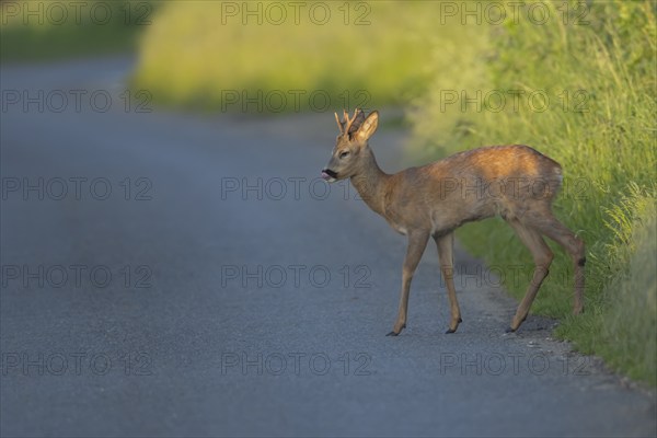 Roe deer (Capreolus capreolus) adult male buck animal preparing to walk across a country road, Suffolk, England, United Kingdom, Europe