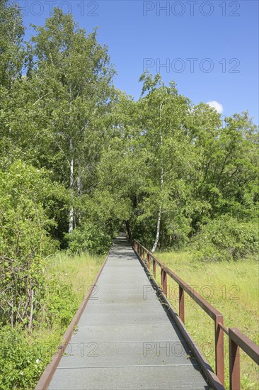 Stegweg, Schöneberger Südgelände Nature Park, Prellerweg, Schöneberg, Berlin, Germany, Europe