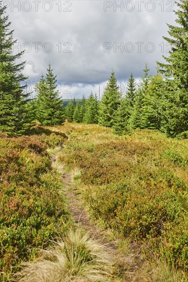 Vegetation with Norway spruce (Picea abies) and colored European blueberry (Vaccinium myrtillus) on Mount Lusen in late summer, Bavarian Forest, Bavaria, Germany, Europe