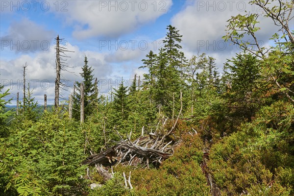 Vegetation with Norway spruce (Picea abies) and colored European blueberry (Vaccinium myrtillus) on Mount Lusen in late summer, Bavarian Forest, Bavaria, Germany, Europe