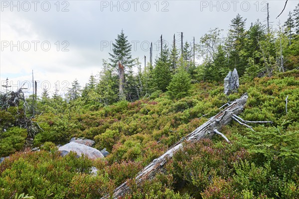 Vegetation with Norway spruce (Picea abies) and colored European blueberry (Vaccinium myrtillus) on Mount Lusen in late summer, Bavarian Forest, Bavaria, Germany, Europe