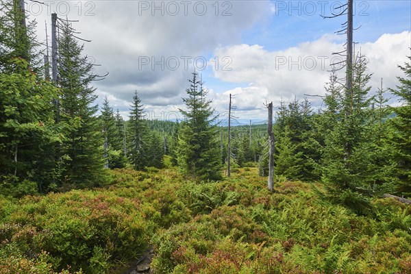 Vegetation with Norway spruce (Picea abies) and colored European blueberry (Vaccinium myrtillus) on Mount Lusen in late summer, Bavarian Forest, Bavaria, Germany, Europe