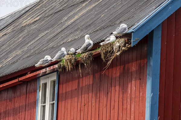 Seagulls on the roof of a typical red wooden house, fishing village Å i Lofoten, island Moskenesøya, Lofoten, Norway, Europe