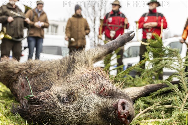 A shot wild boar after the hunt with hunting horns, driven hunt, social hunt in Schönbuch near Böblingen, Baden-Württemberg, Germany, Europe