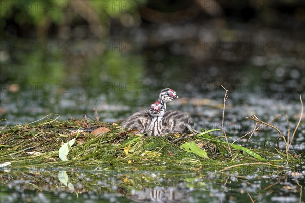 Great Crested Grebe (Podiceps cristatus), two chicks on the nest, Krickenbecker Seen, North Rhine-Westphalia, Germany, Europe