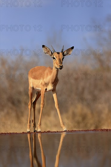 Black Heeler Antelope (Aepyceros melampus), young male, at the water, alert, Kruger National Park, Kruger National Park, Kruger National Park South Africa