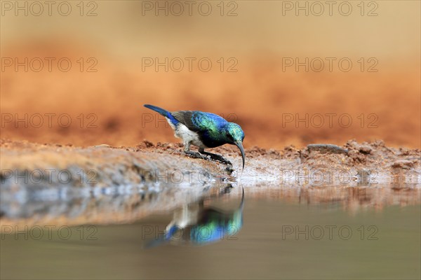 White-bellied Sunbird (Cinnyris talatala), adult, male, at the water, drinking, Kruger National Park, Kruger National Park, Kruger National Park South Africa