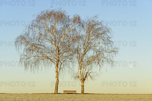 Winter landscape, two birch trees (Betula) in the light of the morning sun, resting bench, blue sky with full moon, North Rhine-Westphalia, Germany, Europe