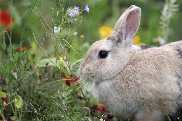 Rabbit (Oryctolagus cuniculus domestica), portrait, flower meadow, coloured, A rabbit in side profile sitting in front of a colourful flower meadow