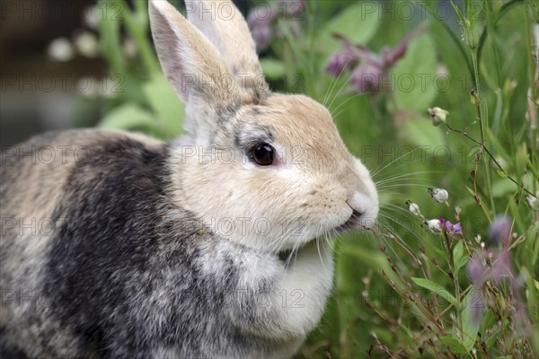 Rabbit (Oryctolagus cuniculus domestica), portrait, eating, garden, cute, A brown rabbit eats the blades of grass and flowers in the garden