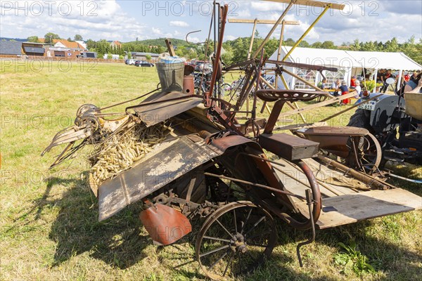 The Cunnersdorf village association presented historical harvesting techniques in agriculture, including sheaf tying, Agriculture, Cunnersdorf, Saxony, Germany, Europe